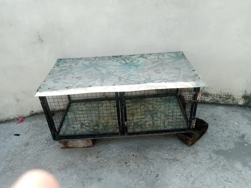 Hen and Parrot cage — photo 8