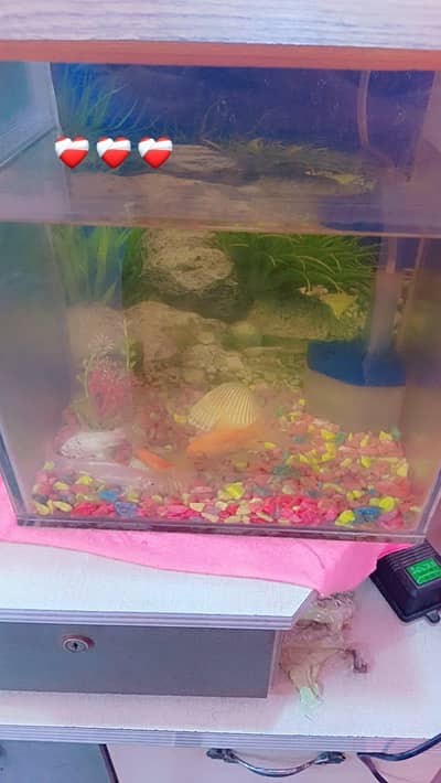 fish aquarium