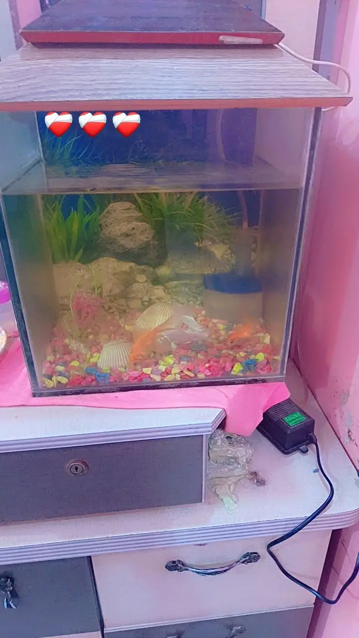 fish aquarium — photo 2