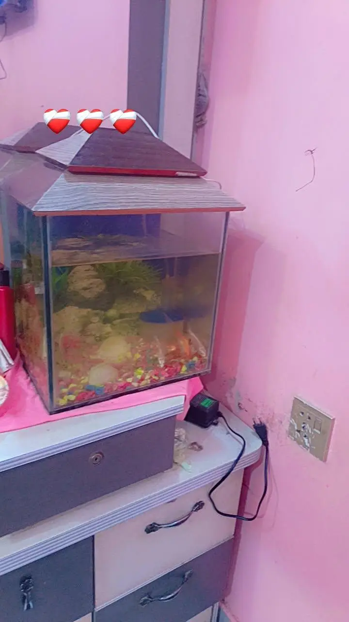 fish aquarium — photo 3