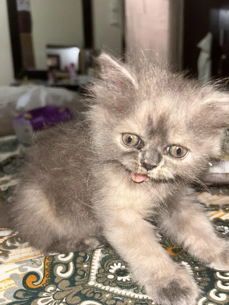 *Persian Kittens for Sale*