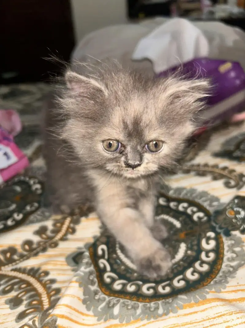 *Persian Kittens for Sale* — photo 2