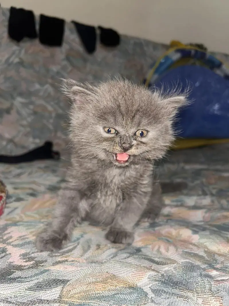 *Persian Kittens for Sale* — photo 4