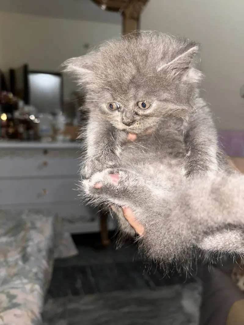 *Persian Kittens for Sale* — photo 5
