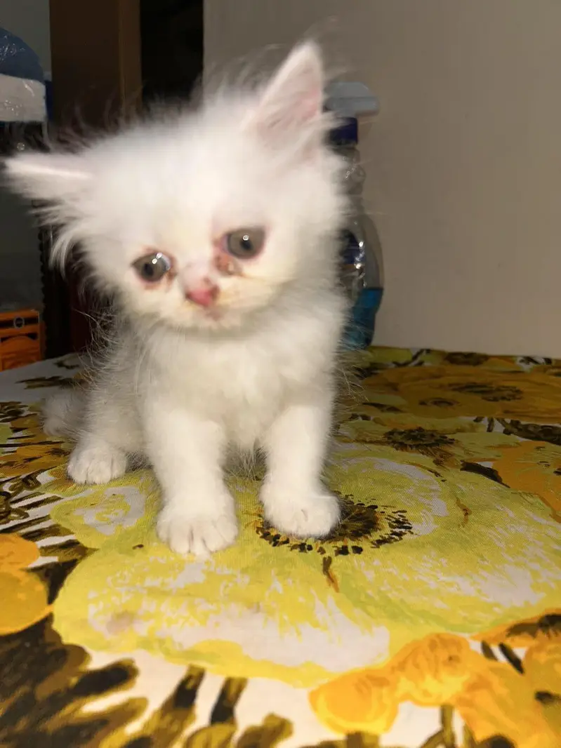 *Persian Kittens for Sale* — photo 6