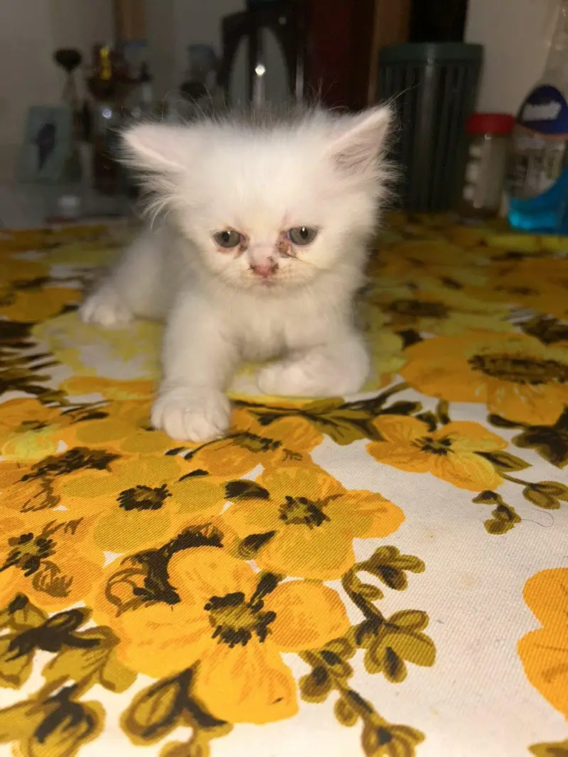*Persian Kittens for Sale* — photo 7