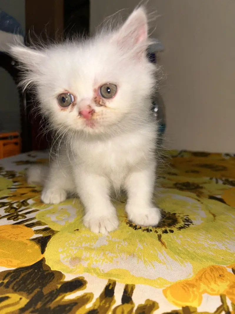 *Persian Kittens for Sale* — photo 8