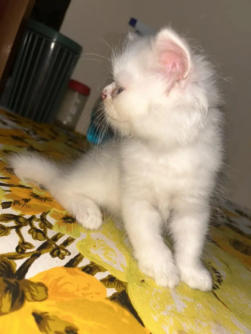 *Persian Kittens for Sale* — photo 9