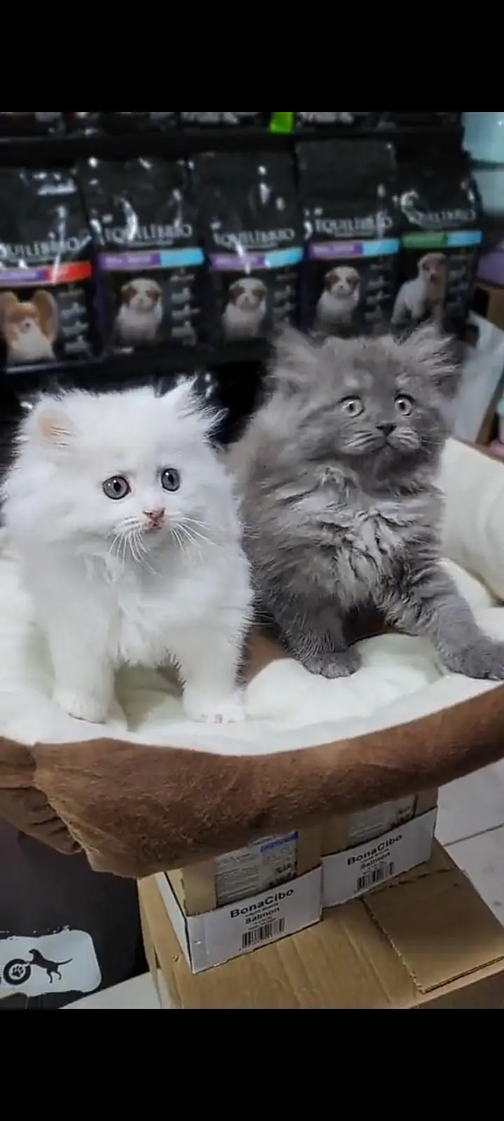 Quality Persian Punch Face cat &kittens 03476305771 WhatsApp — photo 2