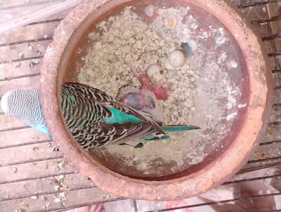 split bf breeder female with 2 chicks