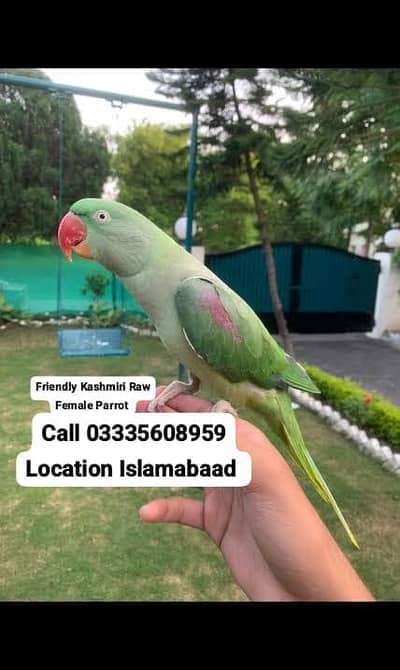 Hand Tamed Friendly Kashmiri Raw Female Parrot Jumbo Size