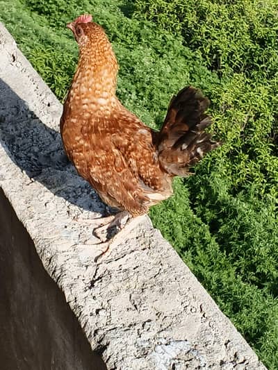 for sale