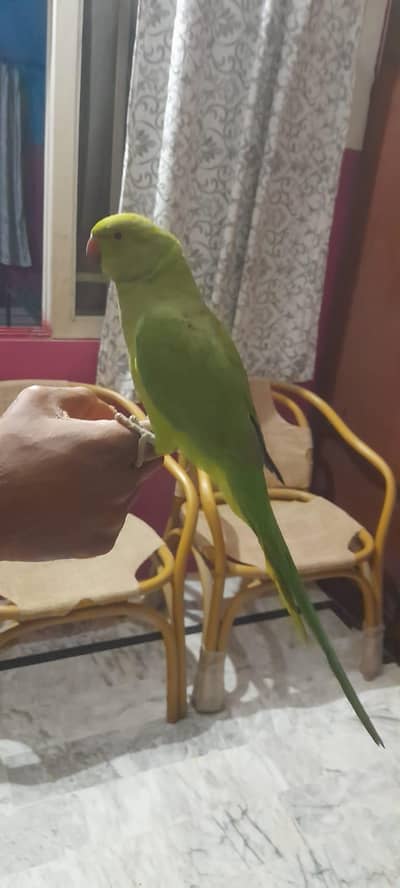 Green Ringneck Parrot