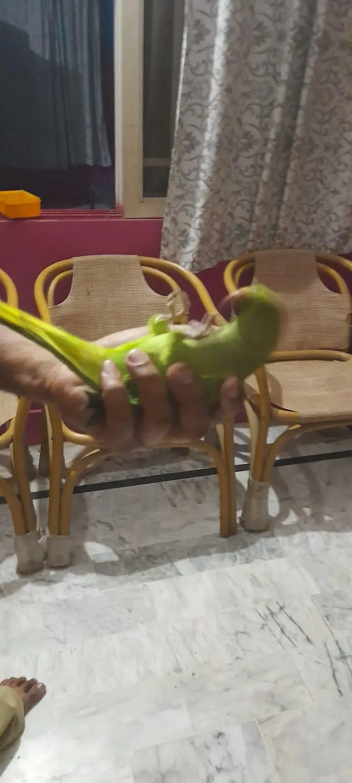 Green Ringneck Parrot — photo 2