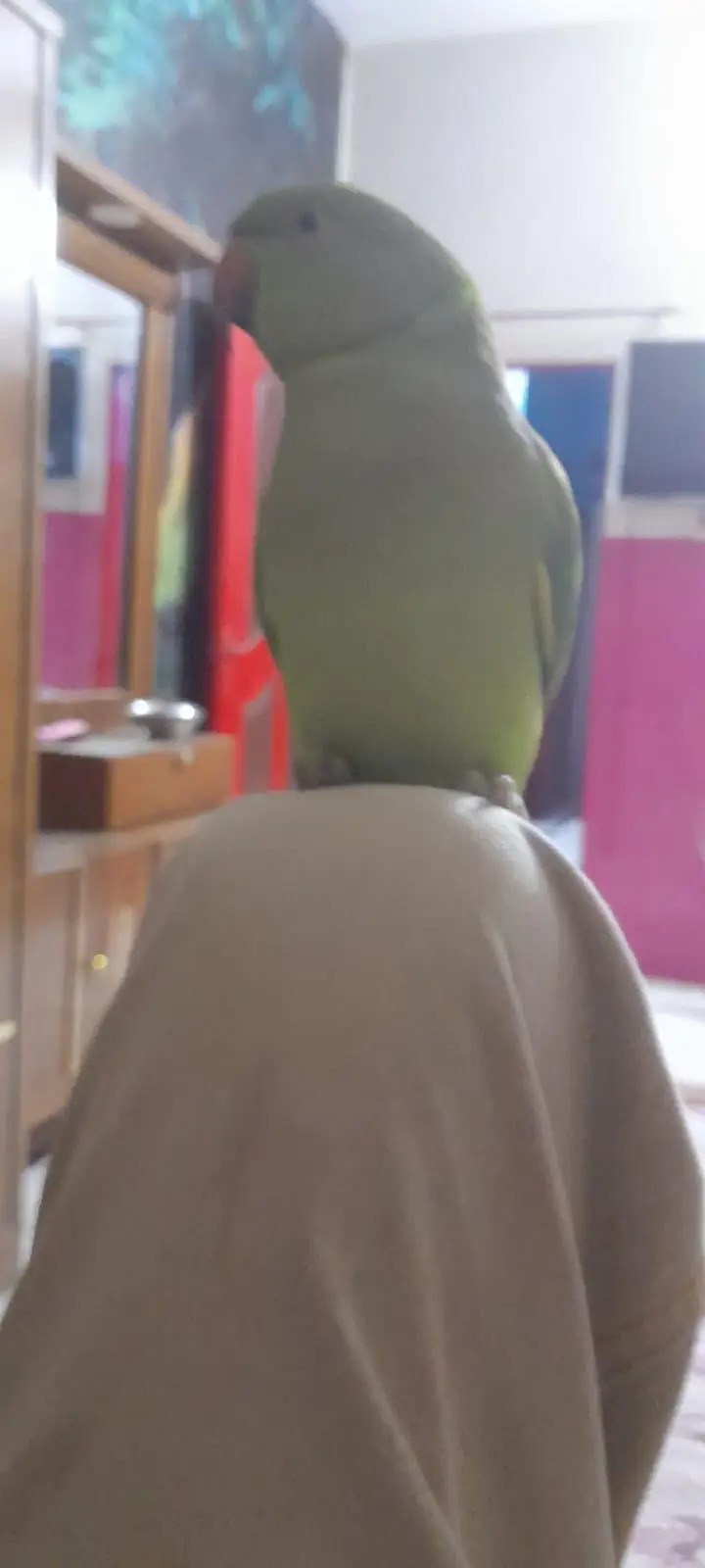 Green Ringneck Parrot — photo 3