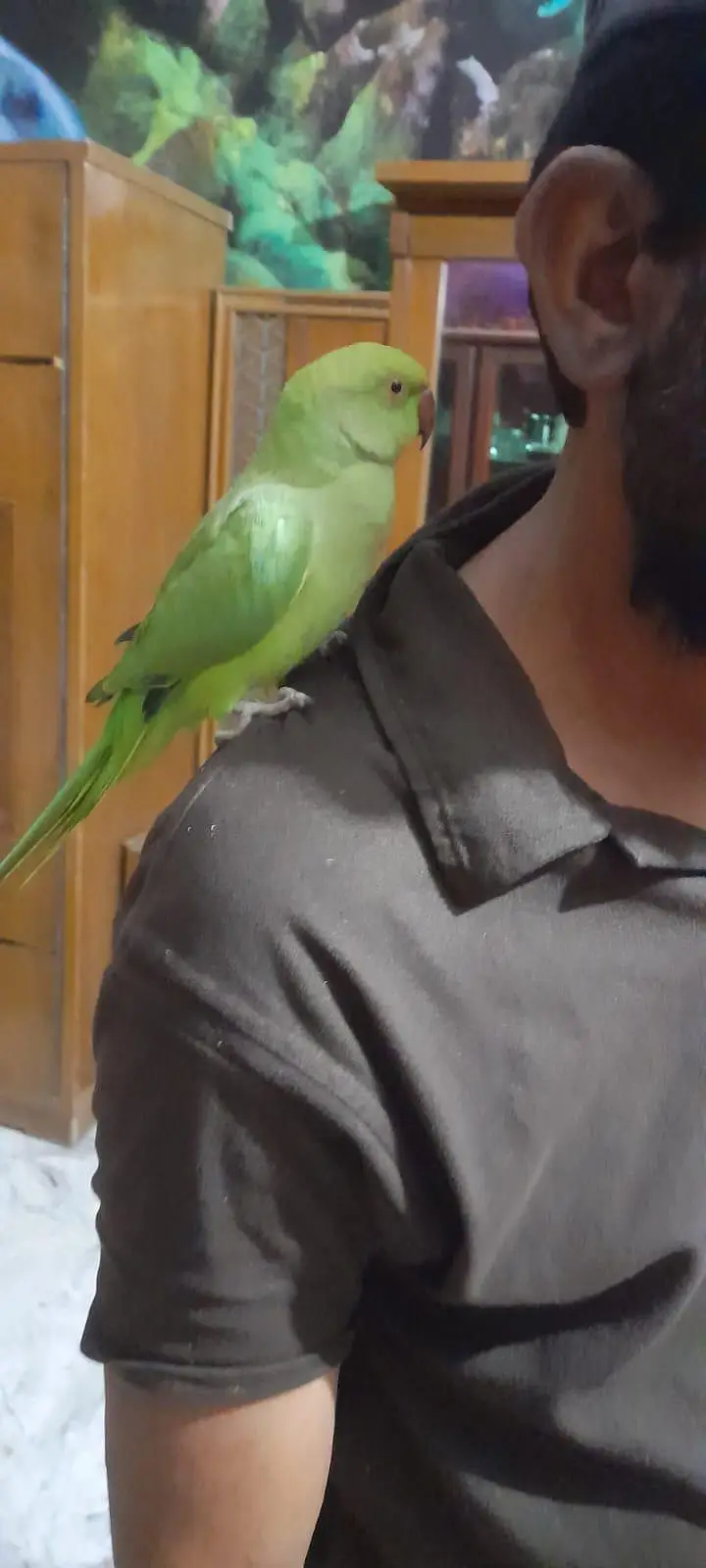 Green Ringneck Parrot — photo 4