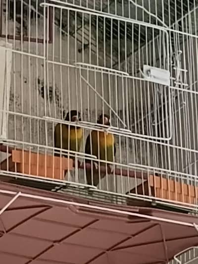 breeder Lovebirds pair for sale