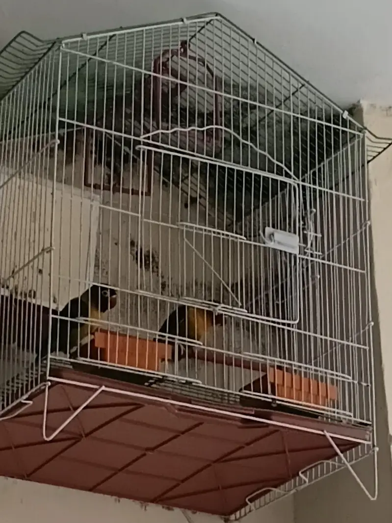 breeder Lovebirds pair for sale — photo 2