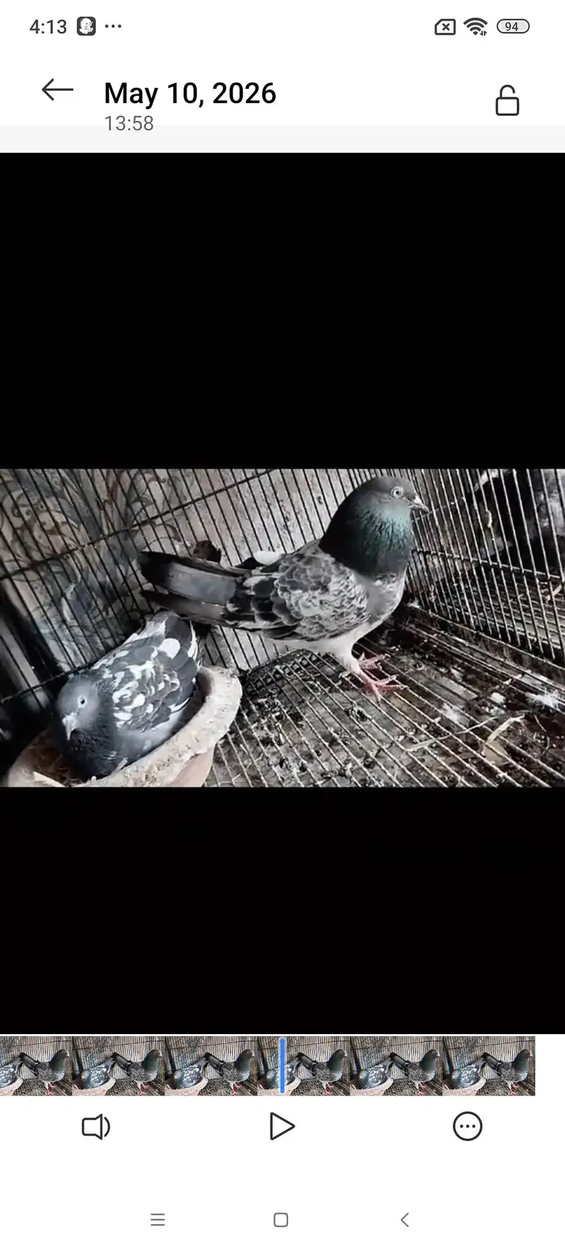 Lal motiay Royal taddey faroz puri firal Danish — photo 3