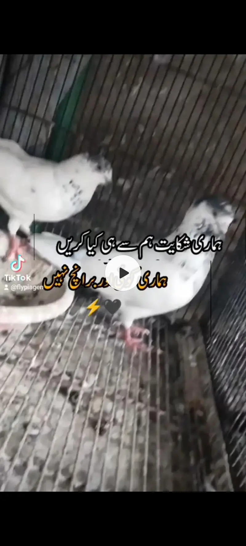 Lal motiay Royal taddey faroz puri firal Danish — photo 9
