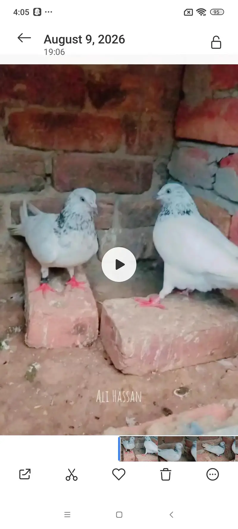 Lal motiay Royal taddey faroz puri firal Danish — photo 12