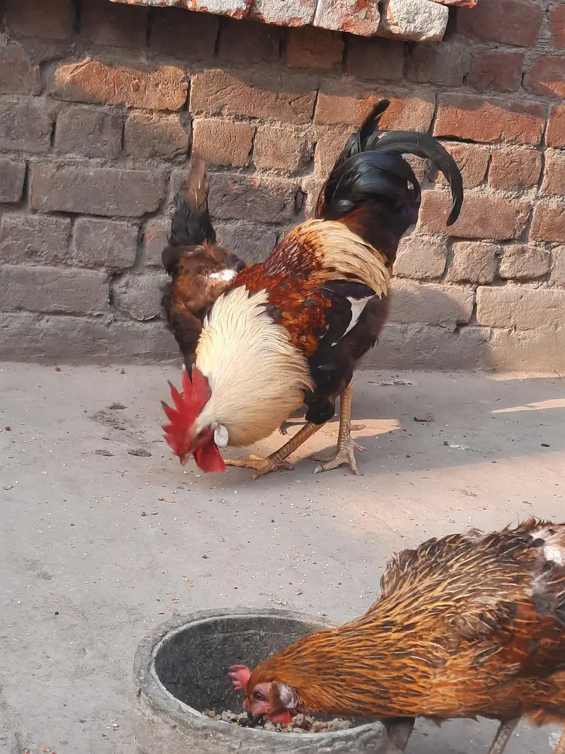 dasi murga murgiyan for sale urjent — photo 2