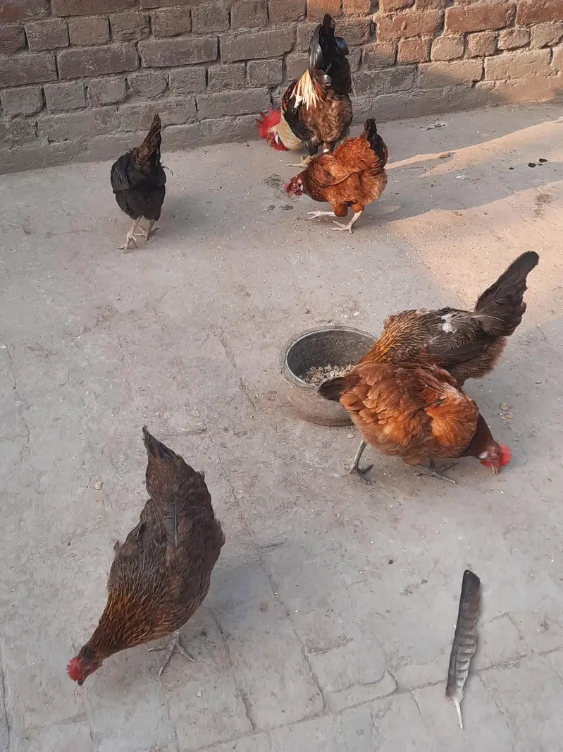 dasi murga murgiyan for sale urjent — photo 3