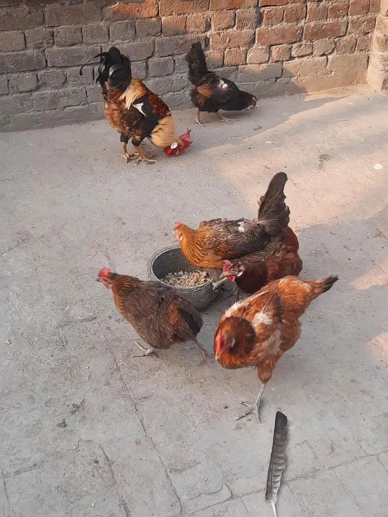 dasi murga murgiyan for sale urjent — photo 4