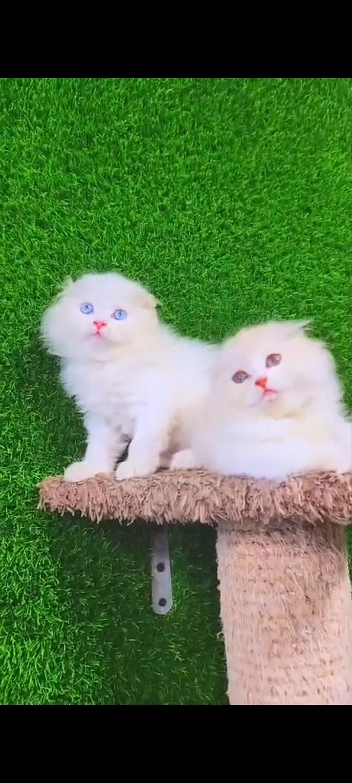 Quality Persian Punch Face cat &kittens 03476305771 WhatsApp — photo 2
