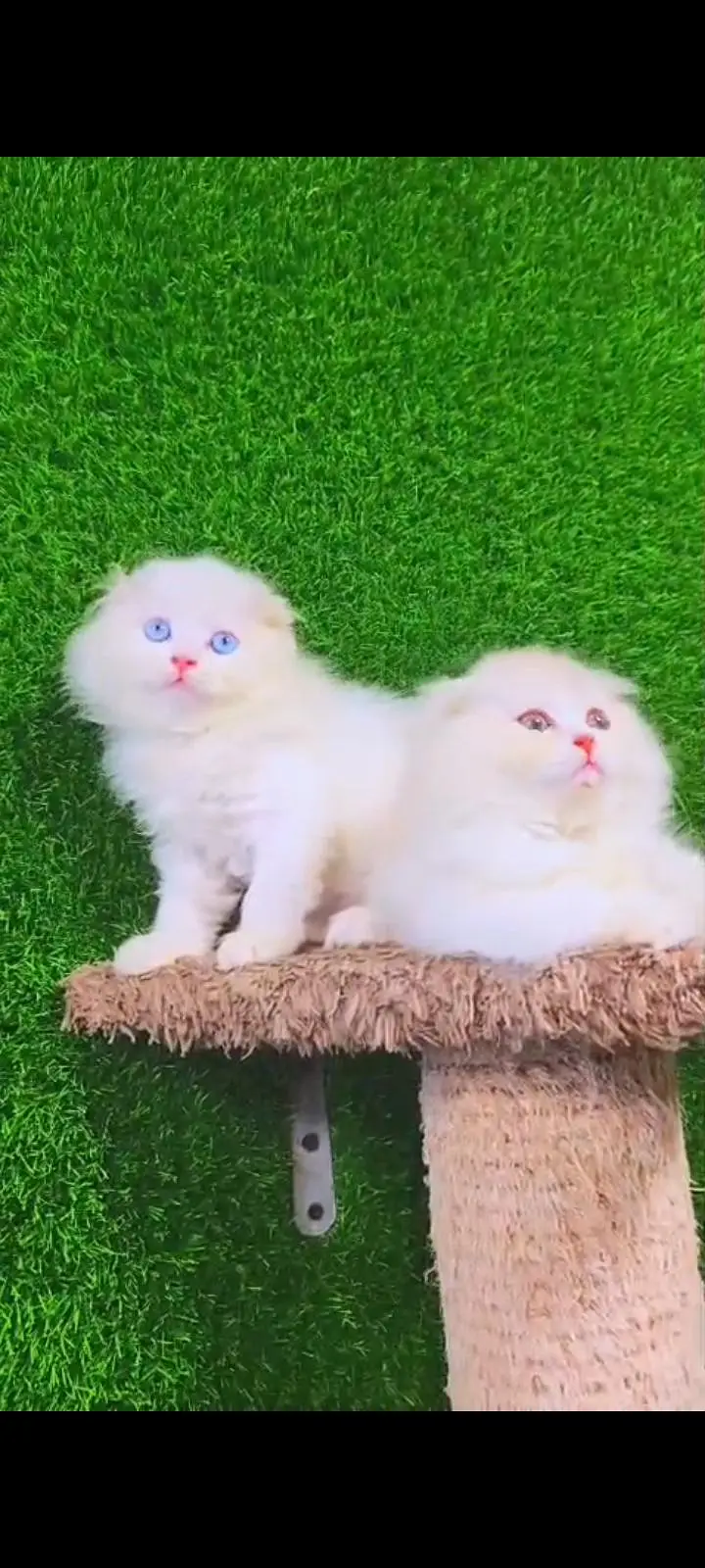 Quality Persian Punch Face cat &kittens 03476305771 WhatsApp — photo 3