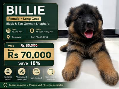 Long Coat Original German Shepherd | Pedigree Parents | Vaccinated