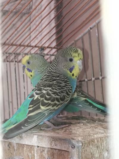 Australian Budgies Available for Sale