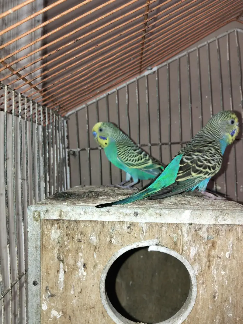Australian Budgies Available for Sale — photo 2