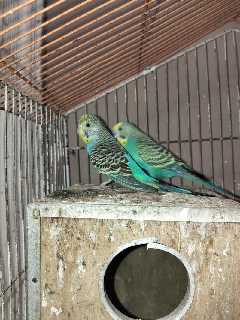 Australian Budgies Available for Sale — photo 3