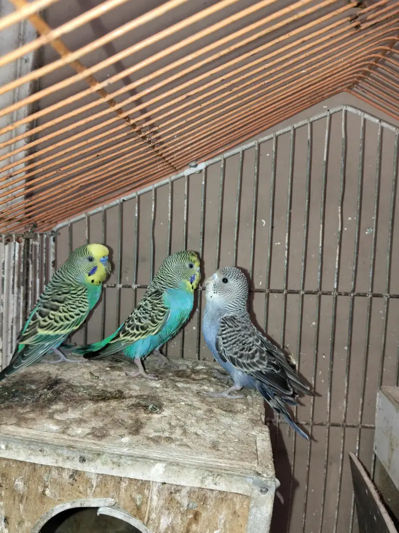 Australian Budgies Available for Sale — photo 4