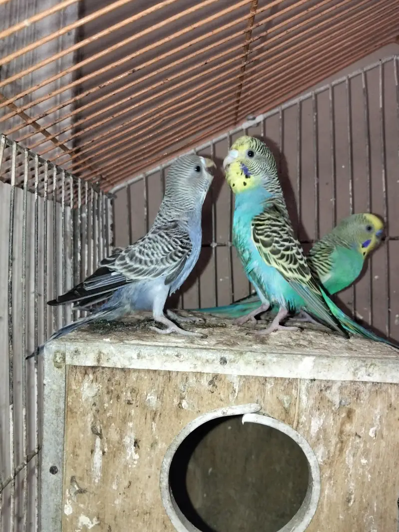 Australian Budgies Available for Sale — photo 5