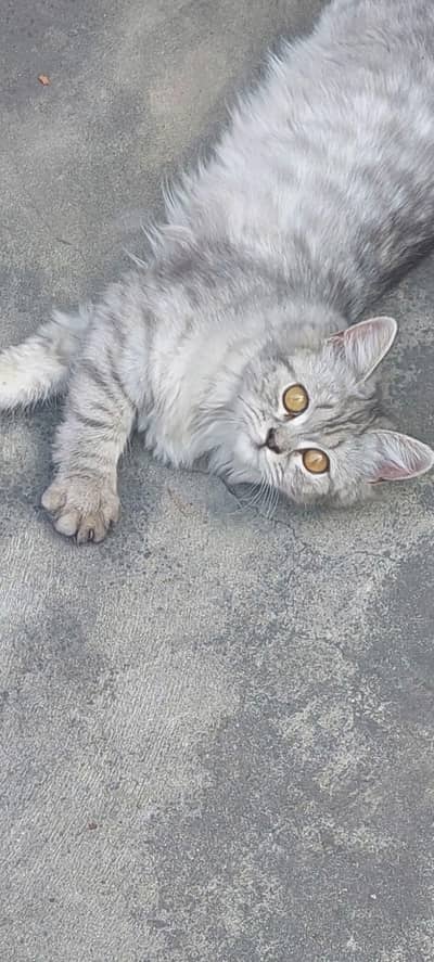 persian female 8 months