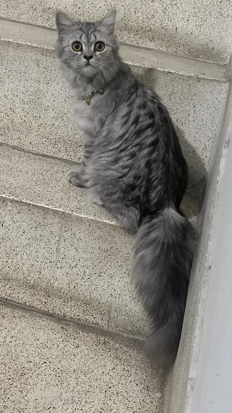 persian female 8 months — photo 4