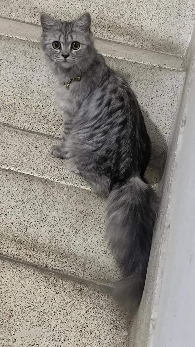 persian female 8 months — photo 6