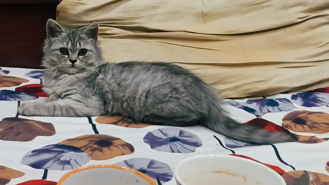 persian female 8 months — photo 7