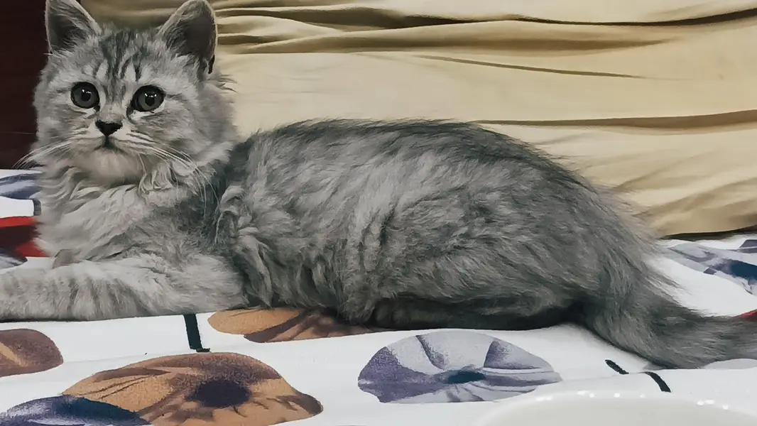 persian female 8 months — photo 8