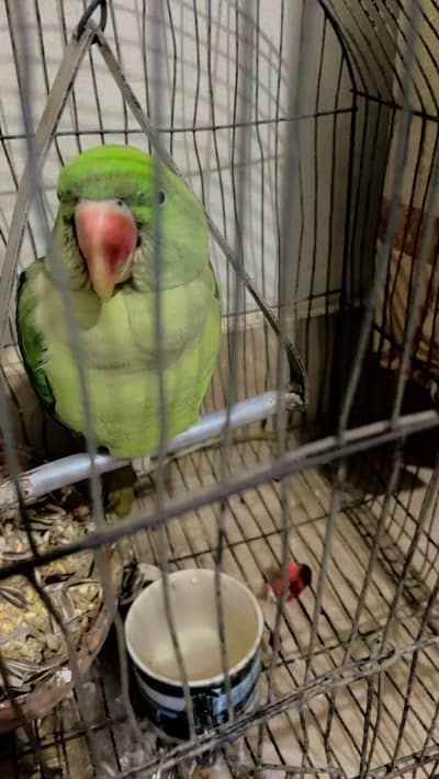 Green parrot female