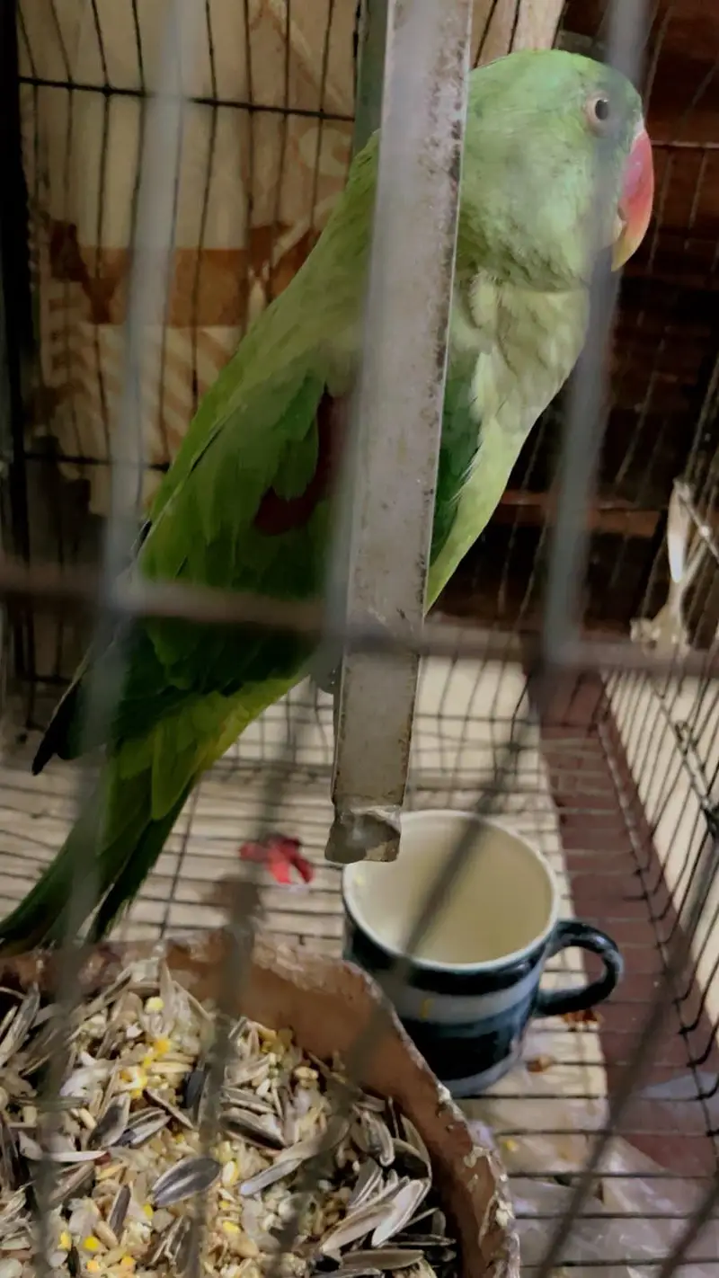 Green parrot female — photo 2