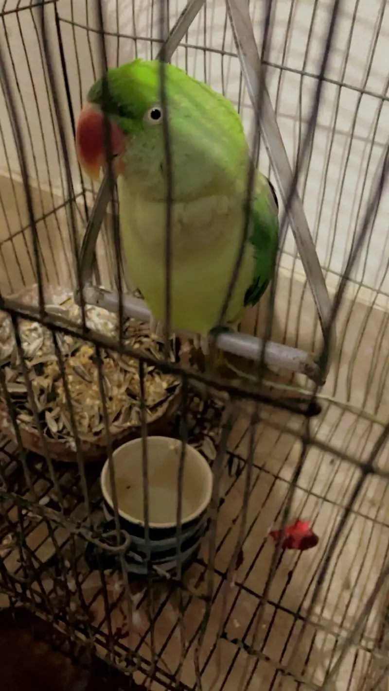 Green parrot female — photo 3