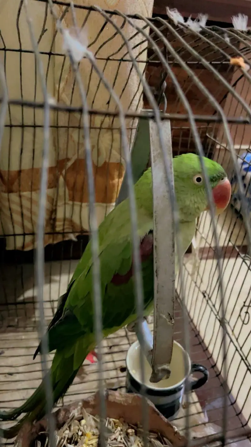 Green parrot female — photo 4