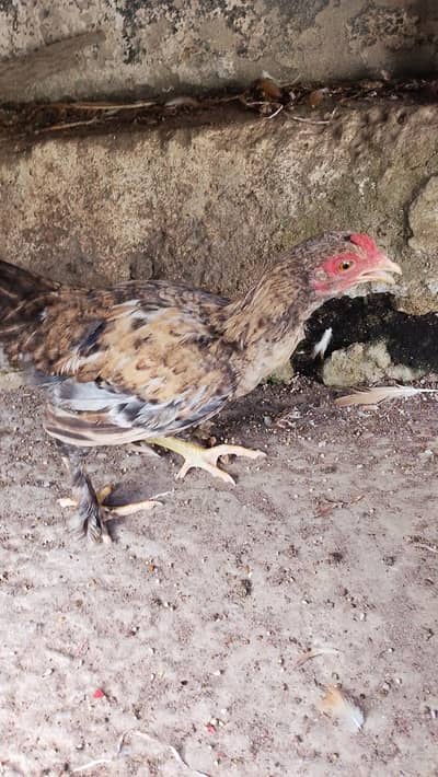 bantam