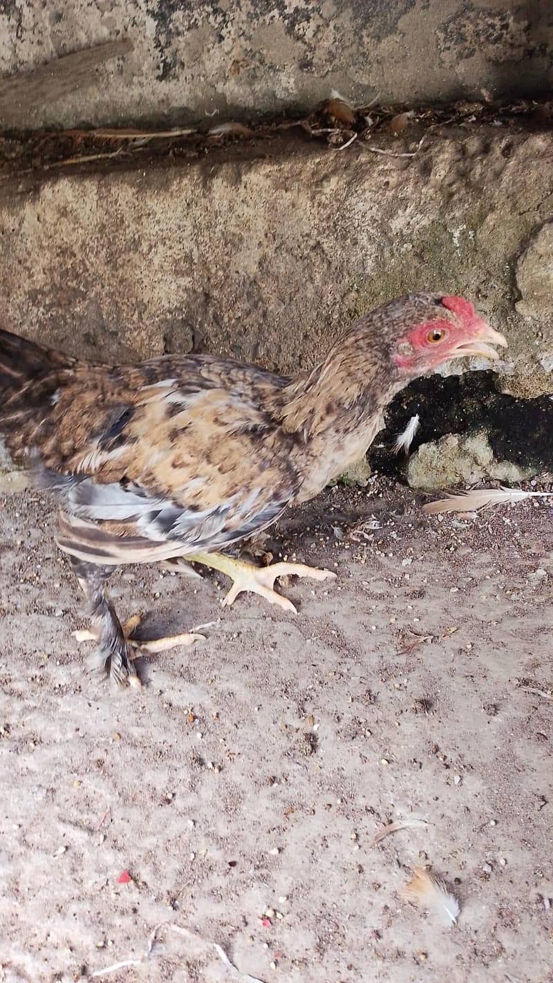 bantam 0