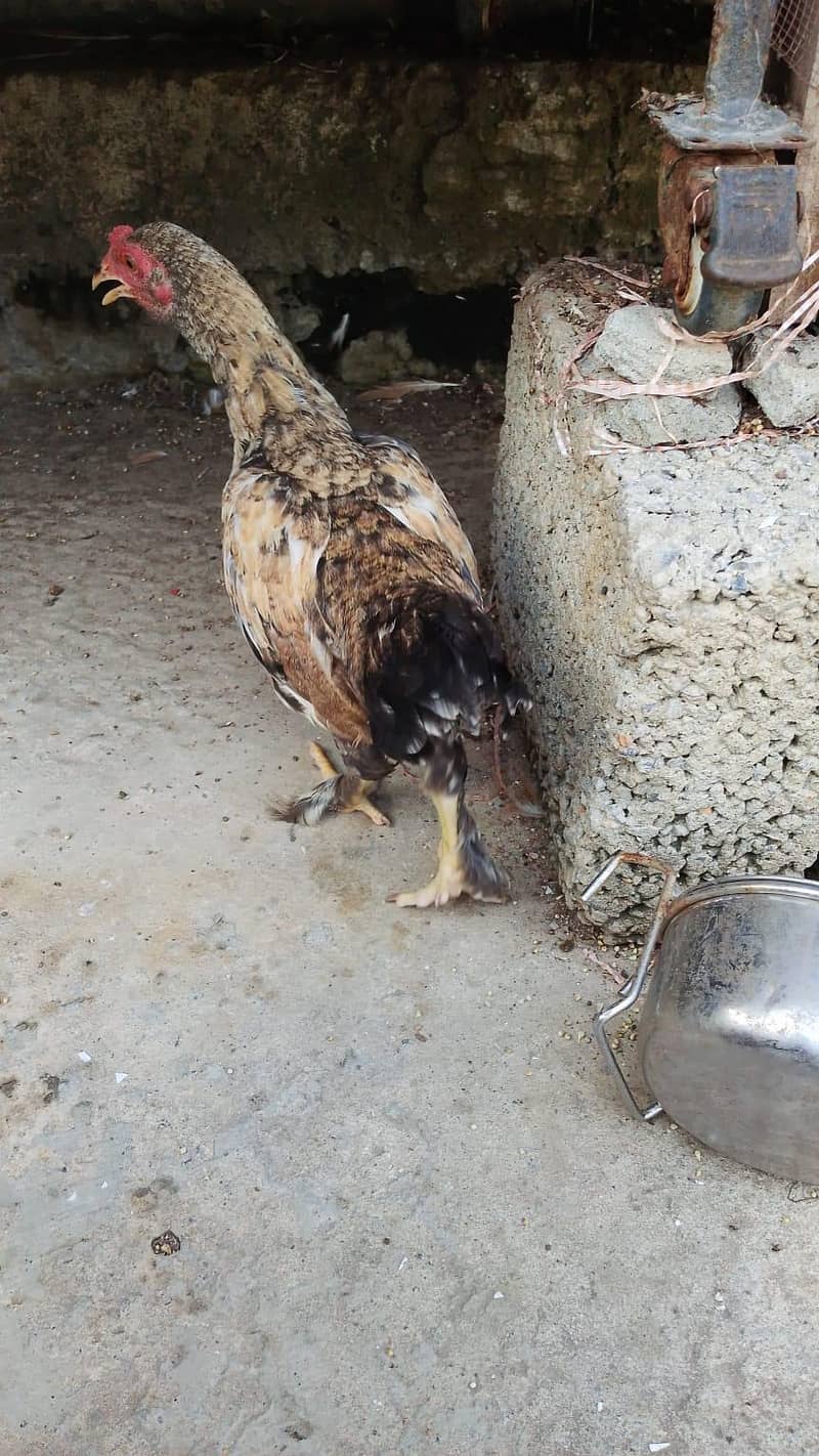 bantam 1