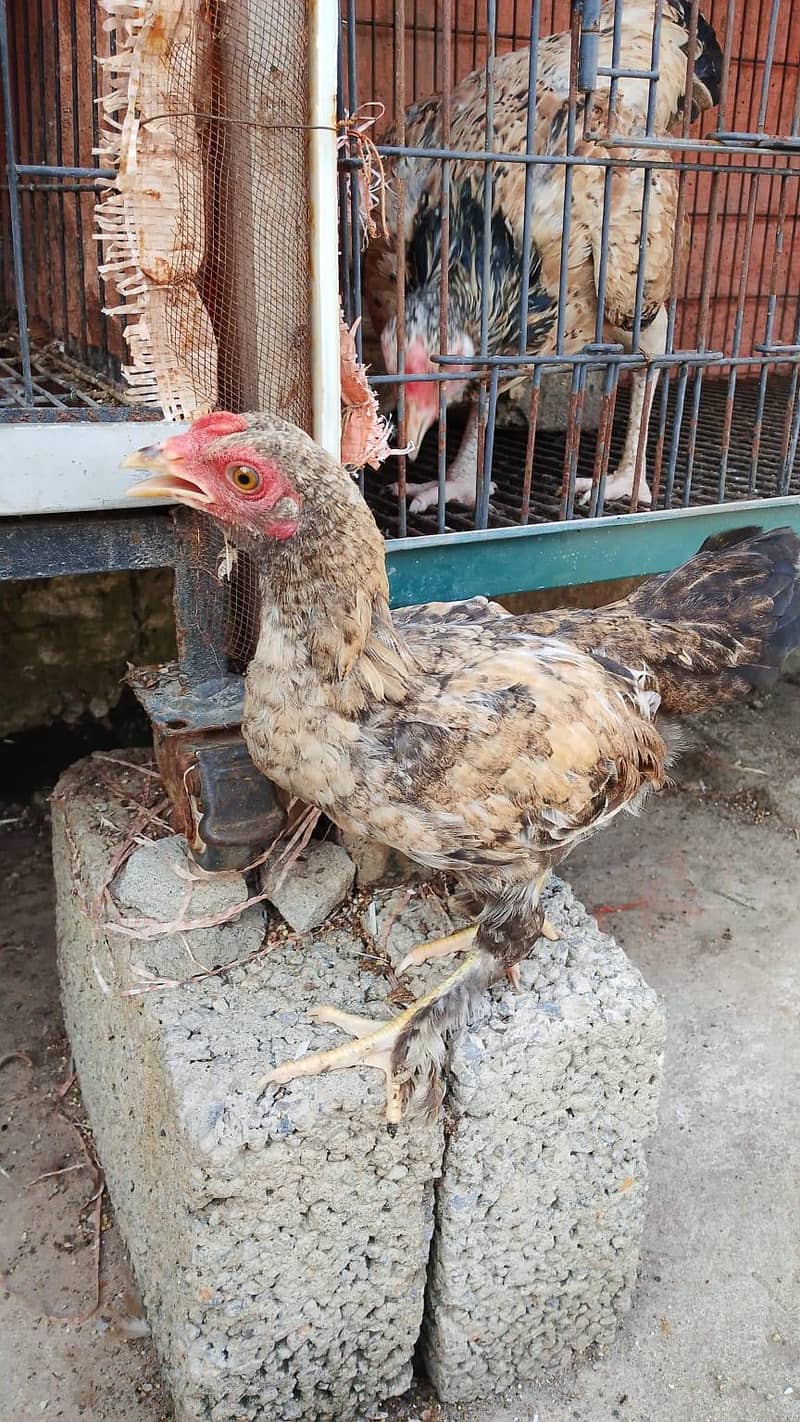 bantam 2