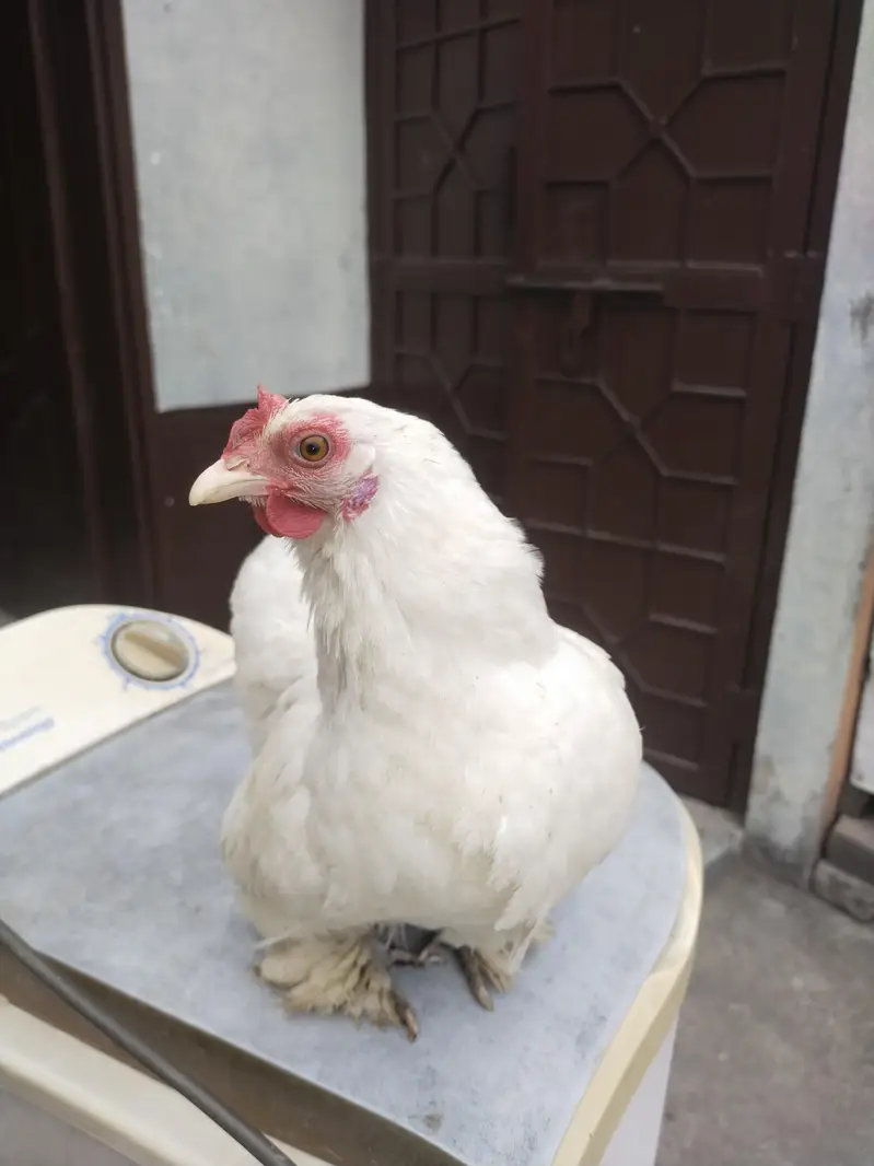 bantam — photo 4